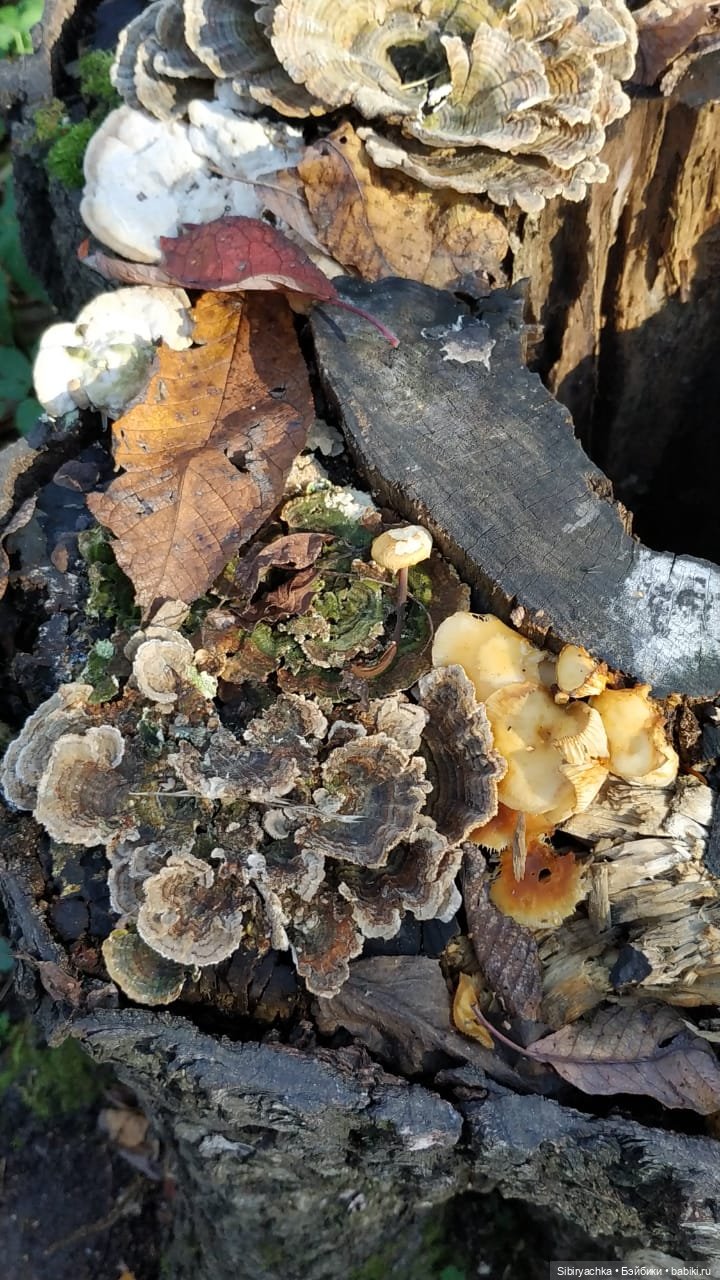 Юля в Ботаническом саду — Советские винтажные куклы (СССР): Ленигрушка