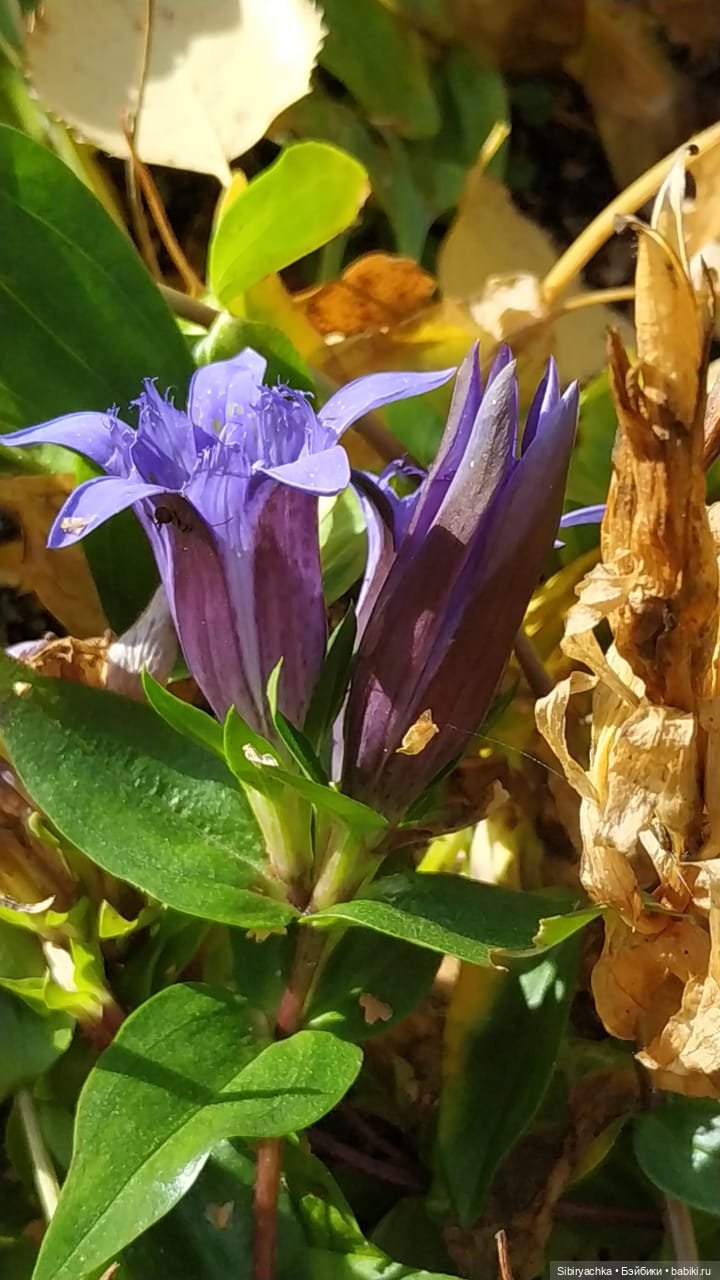 Юля в Ботаническом саду — Советские винтажные куклы (СССР): Ленигрушка