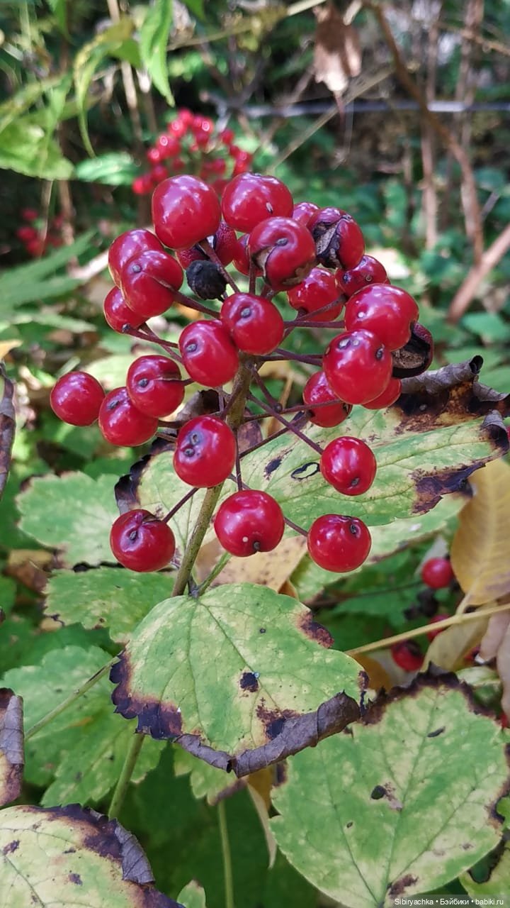 Юля в Ботаническом саду — Советские винтажные куклы (СССР): Ленигрушка
