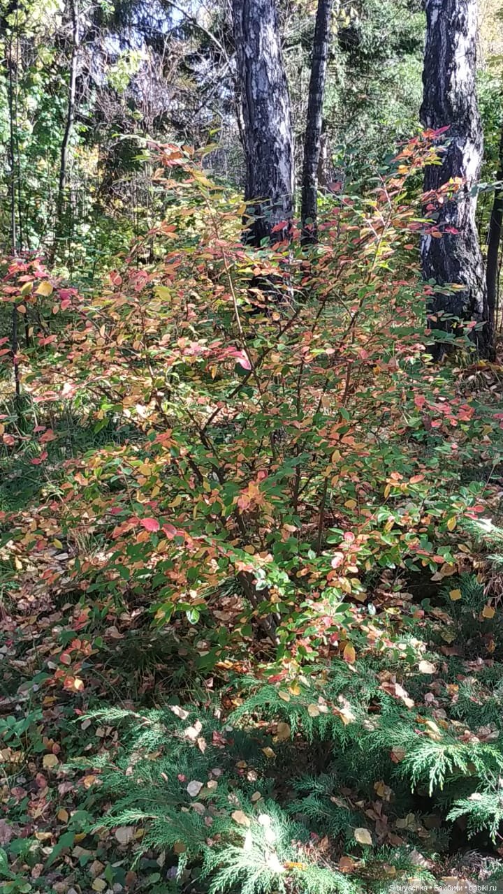 Юля в Ботаническом саду — Советские винтажные куклы (СССР): Ленигрушка