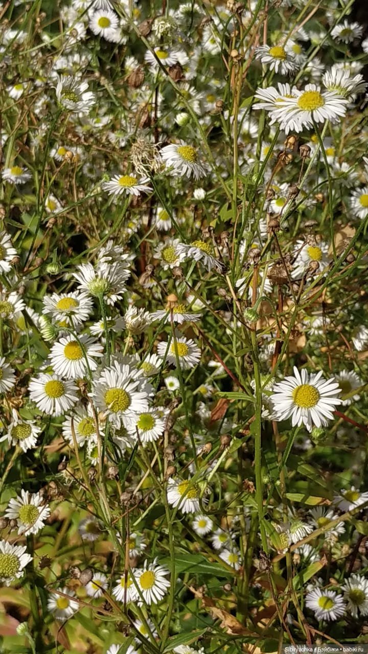 Юля в Ботаническом саду — Советские винтажные куклы (СССР): Ленигрушка