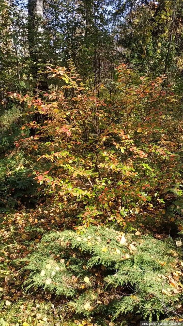 Юля в Ботаническом саду — Советские винтажные куклы (СССР): Ленигрушка