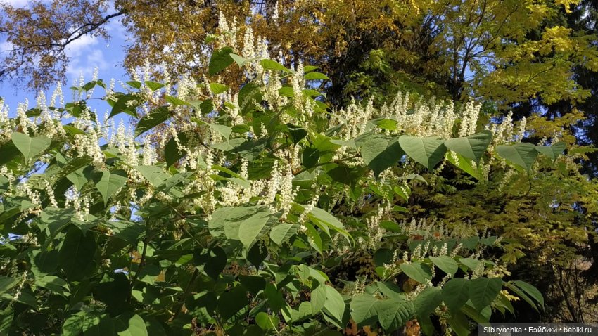 Юля в Ботаническом саду — Советские винтажные куклы (СССР): Ленигрушка