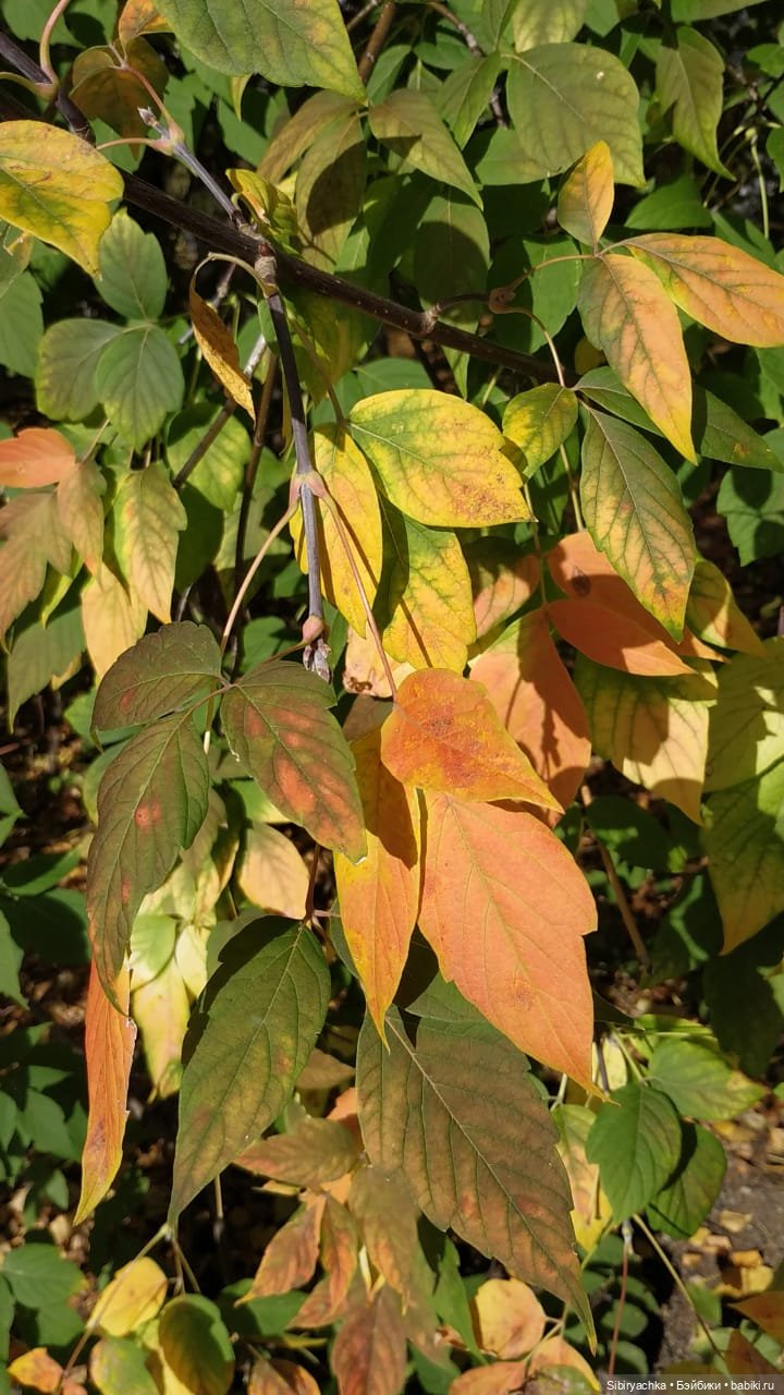 Юля в Ботаническом саду — Советские винтажные куклы (СССР): Ленигрушка