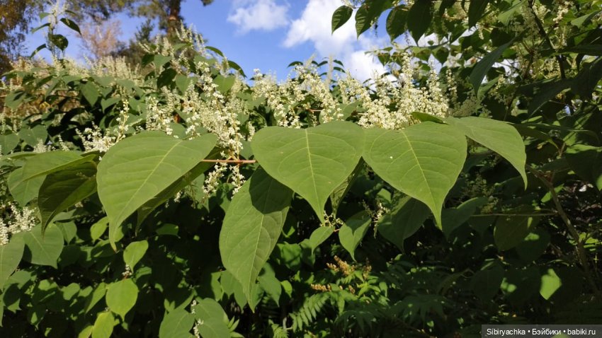Юля в Ботаническом саду — Советские винтажные куклы (СССР): Ленигрушка