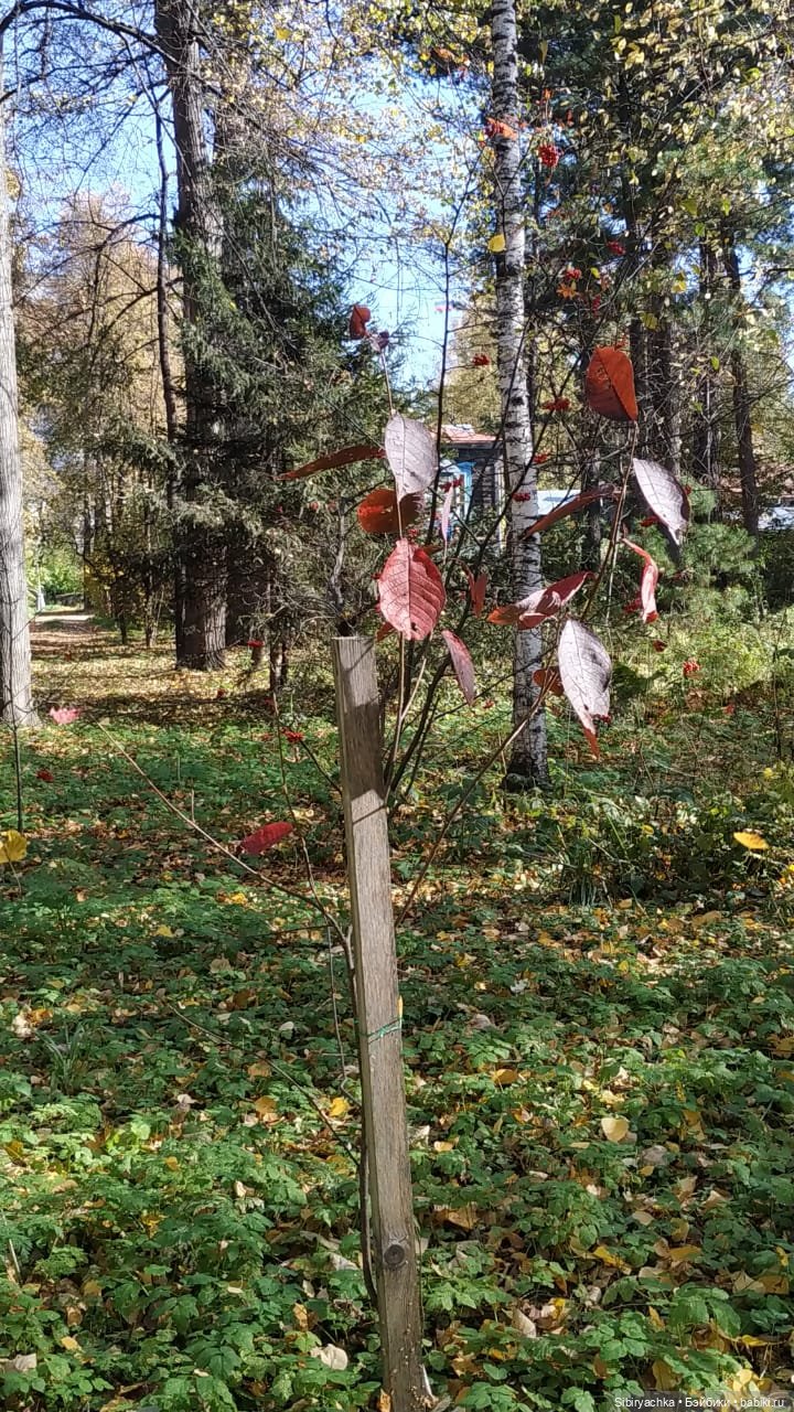 Юля в Ботаническом саду — Советские винтажные куклы (СССР): Ленигрушка