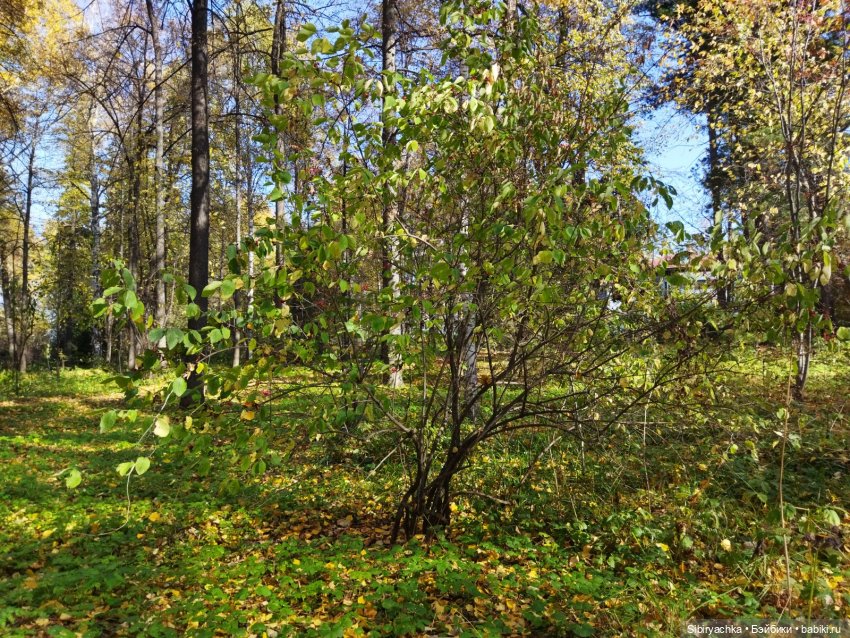 Юля в Ботаническом саду — Советские винтажные куклы (СССР): Ленигрушка