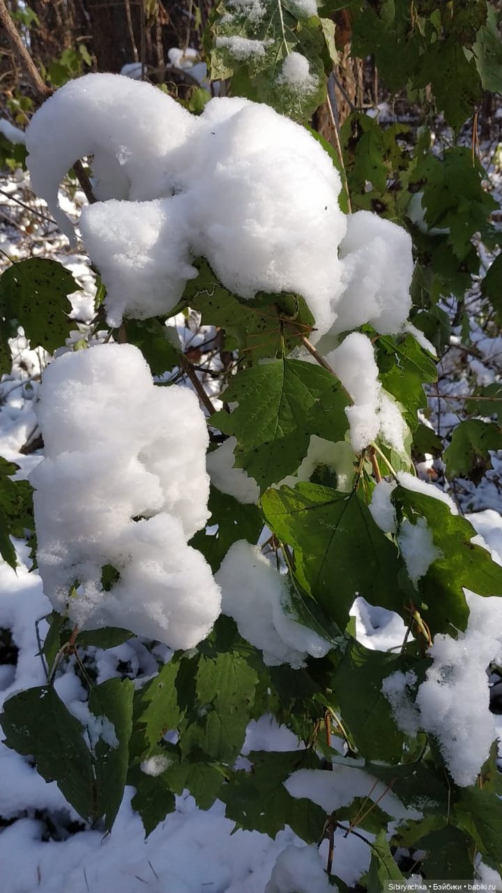 Зимняя прогулка кошечки Мурочки в осеннем лесу (фото 6)