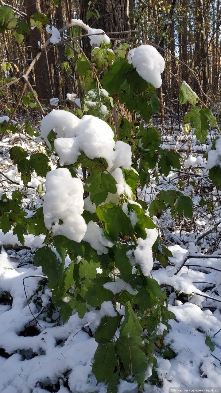 Зимняя прогулка кошечки Мурочки в осеннем лесу (фото 5)