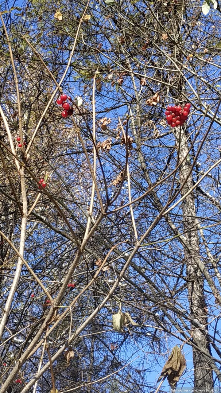 Зимняя прогулка кошечки Мурочки в осеннем лесу