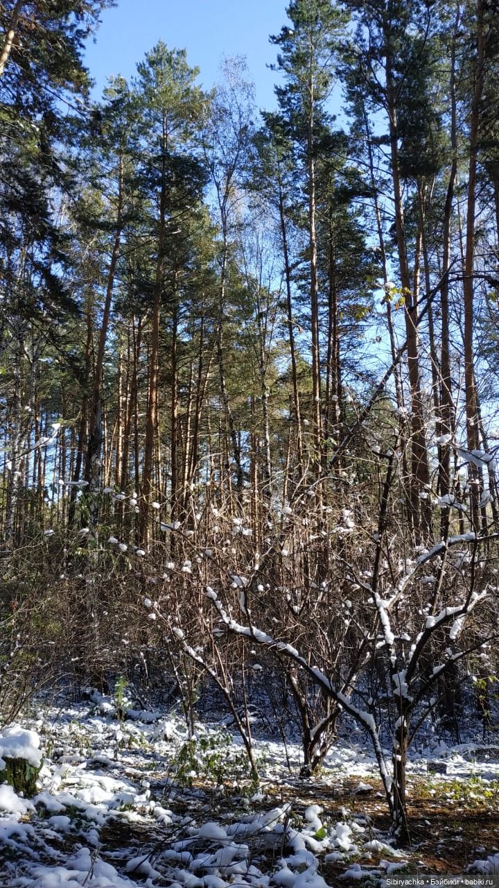 Зимняя прогулка кошечки Мурочки в осеннем лесу