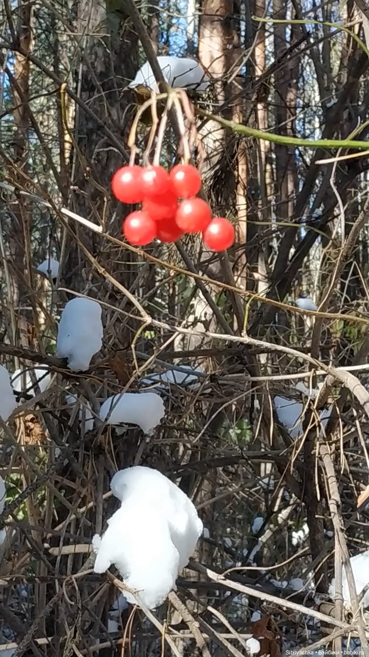 Зимняя прогулка кошечки Мурочки в осеннем лесу (фото 10)