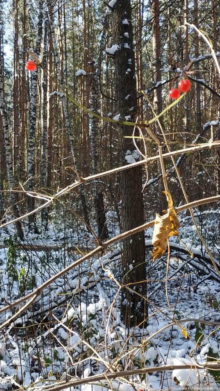 Зимняя прогулка кошечки Мурочки в осеннем лесу (фото 9)