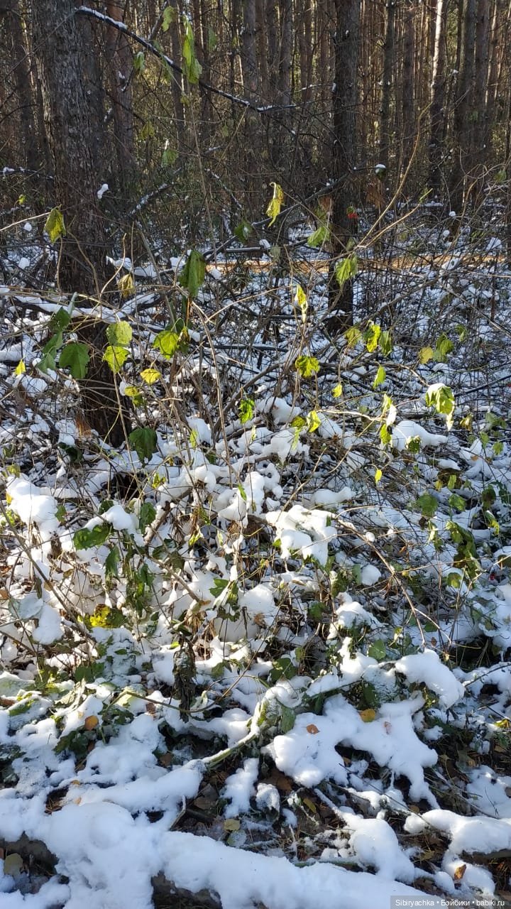 Зимняя прогулка кошечки Мурочки в осеннем лесу (фото 2)