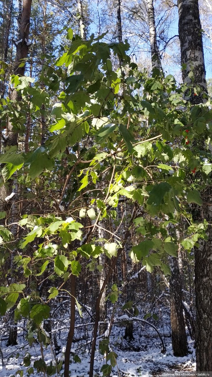 Зимняя прогулка кошечки Мурочки в осеннем лесу (фото 7)