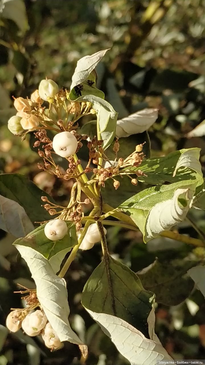 Октябрьская прогулка — Советские винтажные куклы (СССР): Ленигрушка (фото 9)