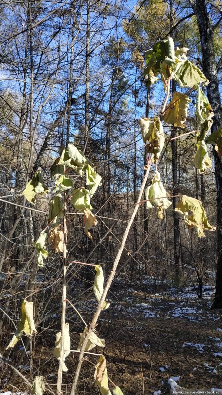 Октябрьская прогулка — Советские винтажные куклы (СССР): Ленигрушка