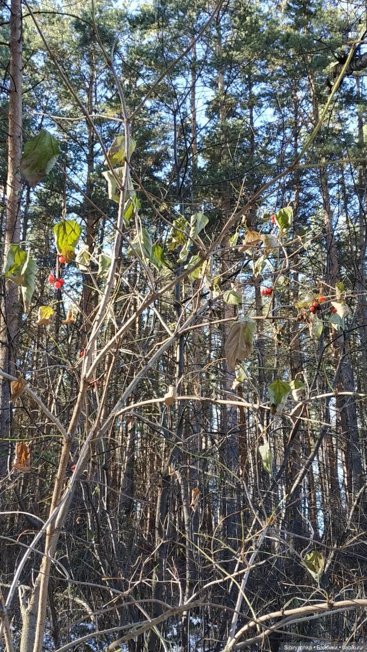 Октябрьская прогулка — Советские винтажные куклы (СССР): Ленигрушка