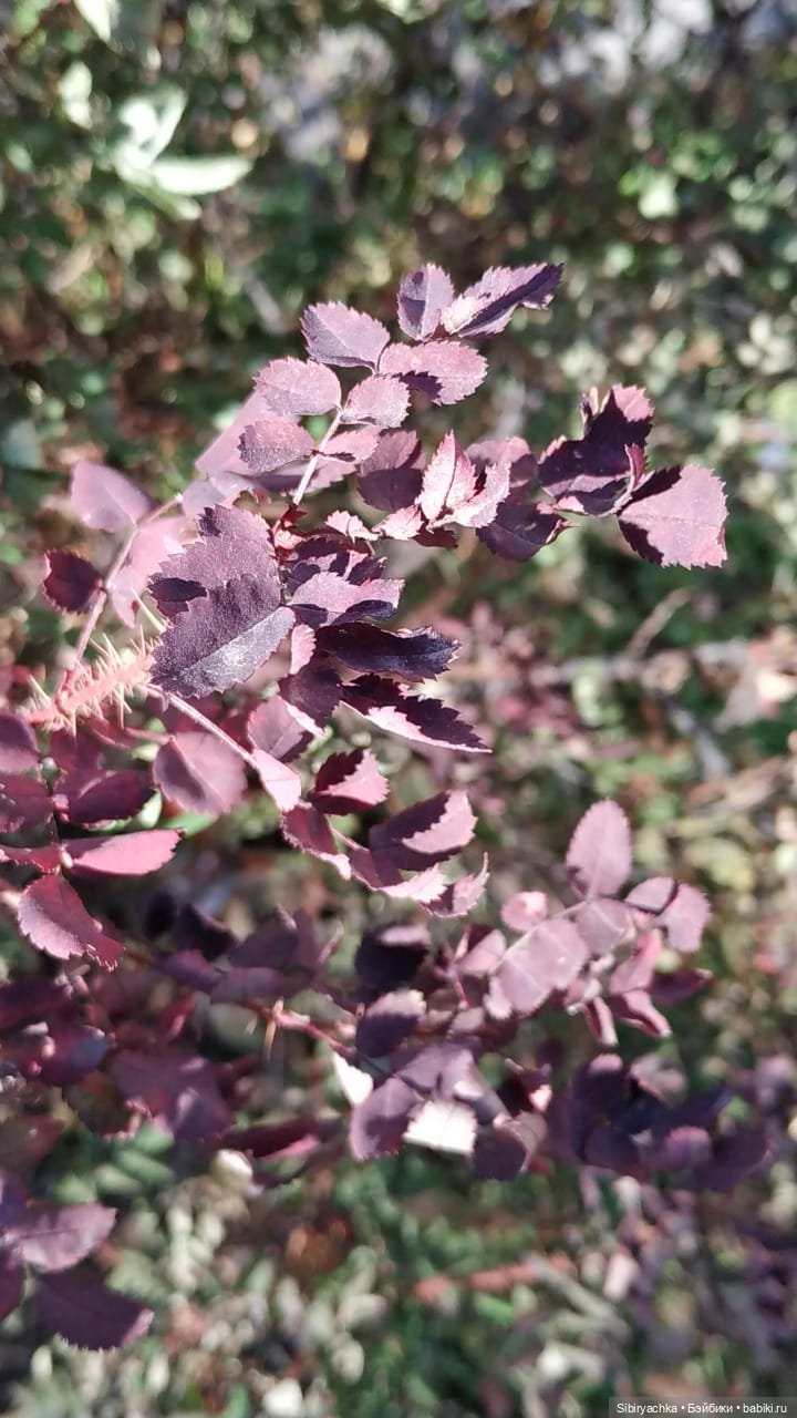 Октябрьская прогулка — Советские винтажные куклы (СССР): Ленигрушка (фото 8)