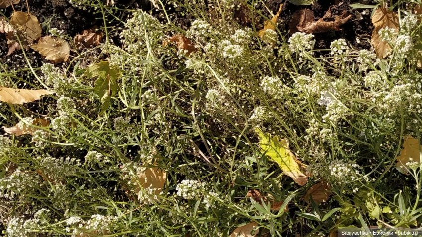 Октябрьская прогулка — Советские винтажные куклы (СССР): Ленигрушка (фото 5)