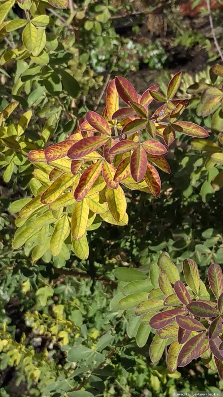 Октябрьская прогулка — Советские винтажные куклы (СССР): Ленигрушка (фото 6)