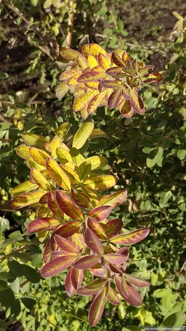 Октябрьская прогулка — Советские винтажные куклы (СССР): Ленигрушка (фото 7)