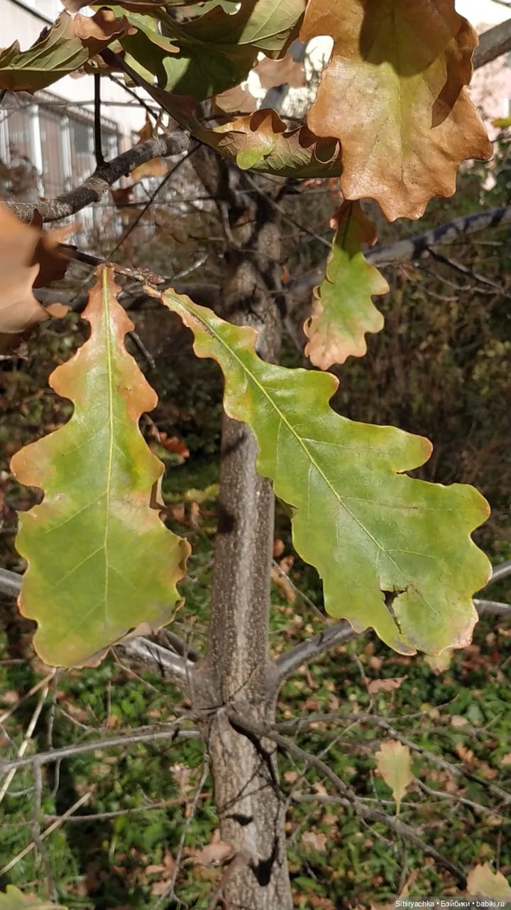 Октябрьская прогулка — Советские винтажные куклы (СССР): Ленигрушка (фото 10)