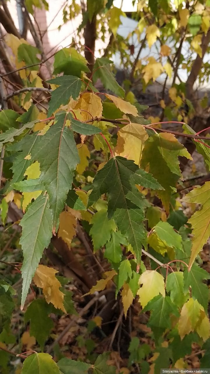 Октябрьская прогулка — Советские винтажные куклы (СССР): Ленигрушка (фото 3)