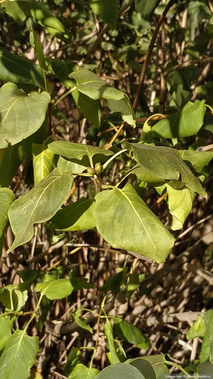 Октябрьская прогулка — Советские винтажные куклы (СССР): Ленигрушка (фото 4)