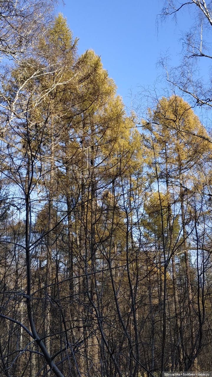 Солнечный лев Лёва — Игрушки СССР и советского детства: резиновые