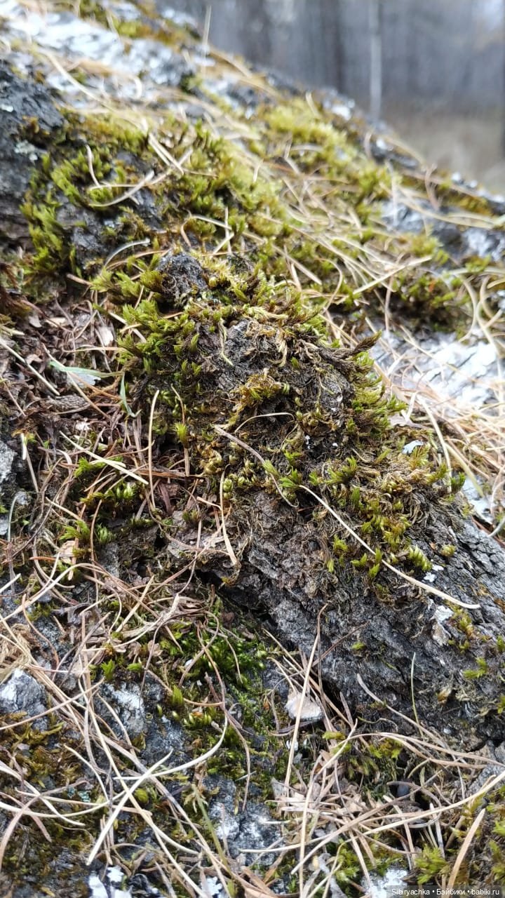 Образ лисы в русских народных сказках. Лиса Патрикеевна слушает прощальную песнь осени (фото 9)