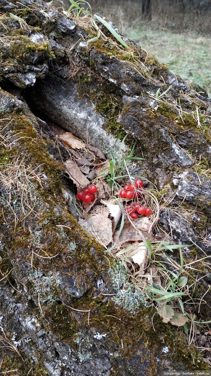 Образ лисы в русских народных сказках. Лиса Патрикеевна слушает прощальную песнь осени