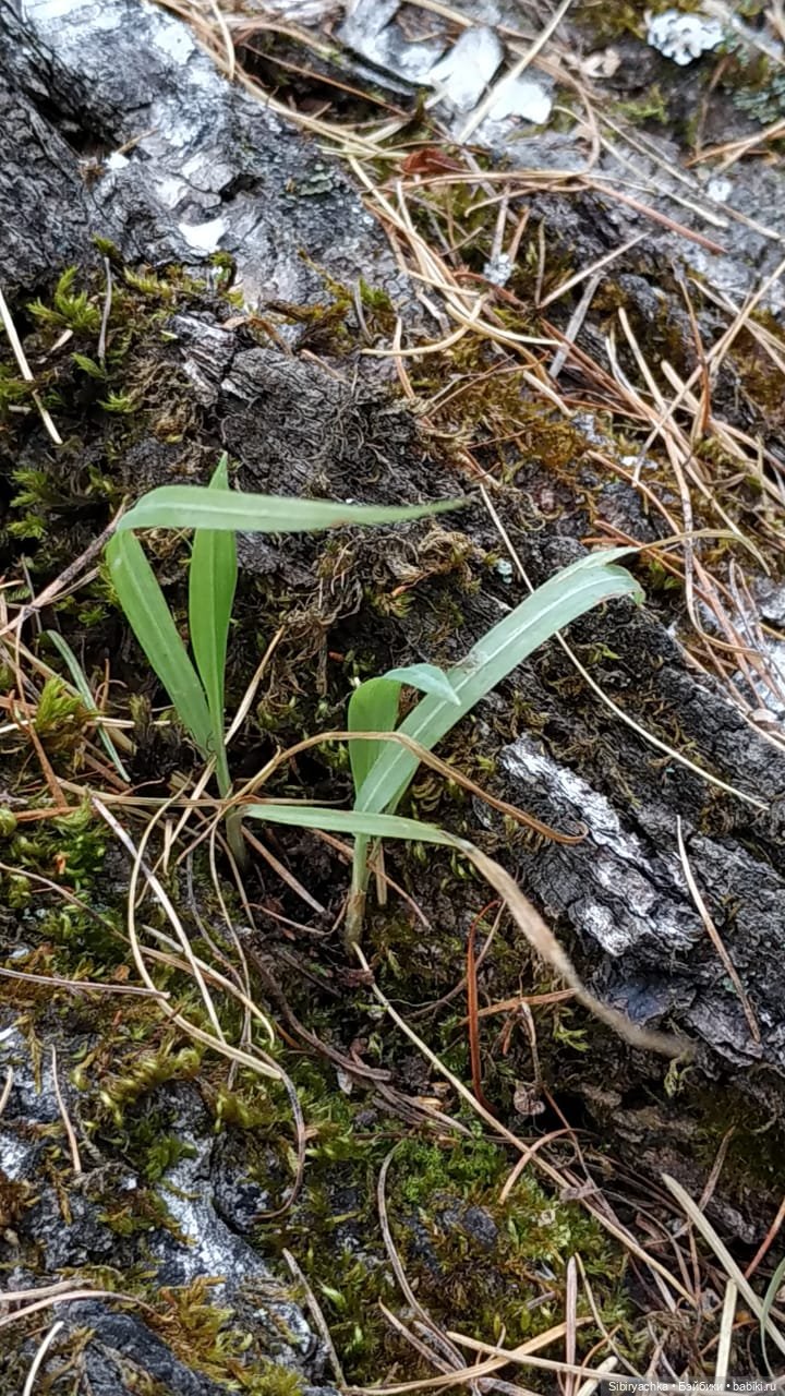 Образ лисы в русских народных сказках. Лиса Патрикеевна слушает прощальную песнь осени (фото 10)