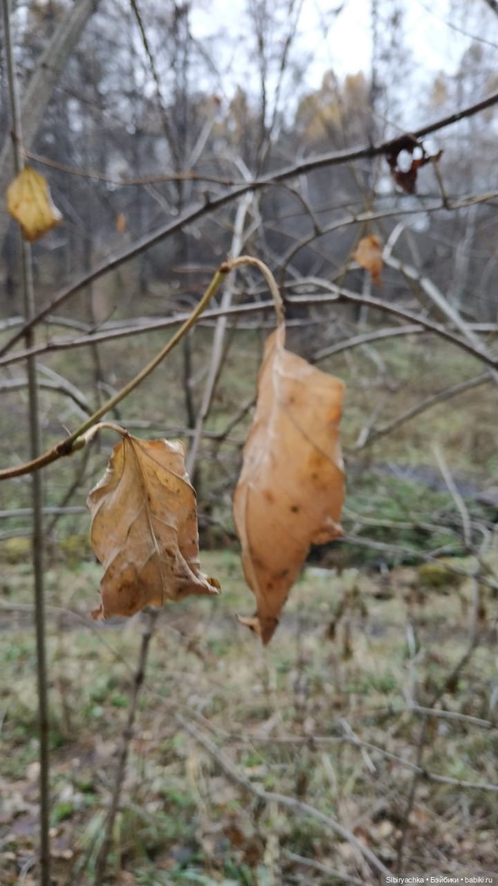 Образ лисы в русских народных сказках. Лиса Патрикеевна слушает прощальную песнь осени (фото 3)