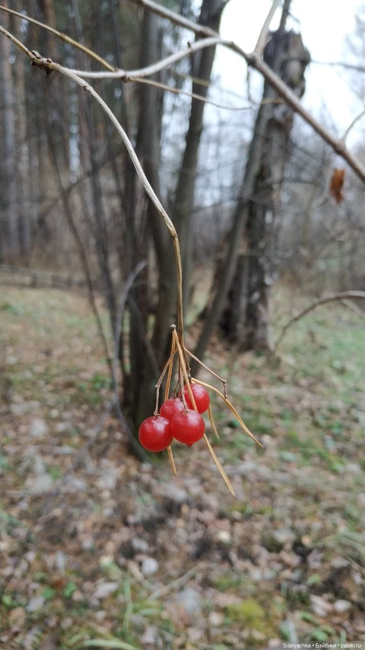 Образ лисы в русских народных сказках. Лиса Патрикеевна слушает прощальную песнь осени (фото 4)