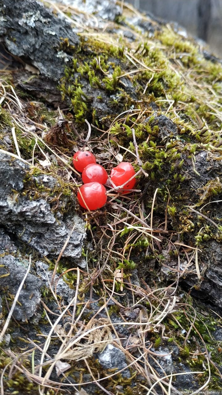 Образ лисы в русских народных сказках. Лиса Патрикеевна слушает прощальную песнь осени