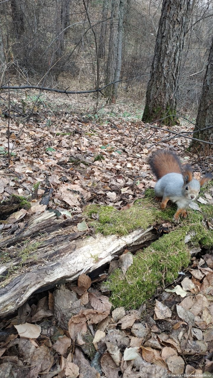 Образ лисы в русских народных сказках. Лиса Патрикеевна слушает прощальную песнь осени