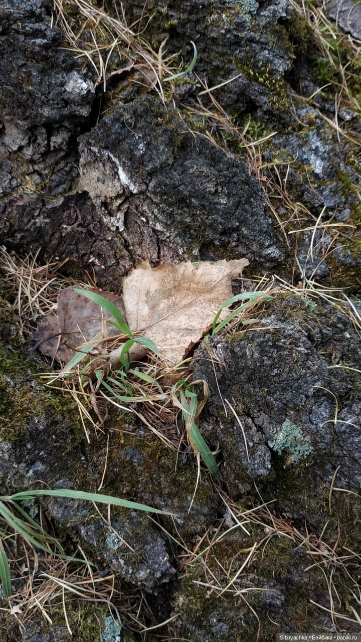 Образ лисы в русских народных сказках. Лиса Патрикеевна слушает прощальную песнь осени
