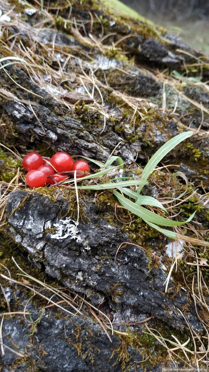 Образ лисы в русских народных сказках. Лиса Патрикеевна слушает прощальную песнь осени