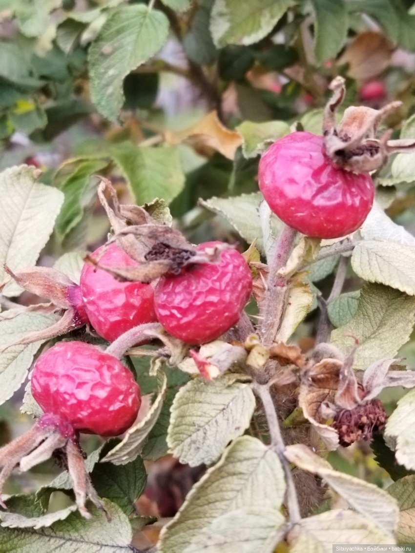 Юляшкины обновки — Советские винтажные куклы (СССР): Ленигрушка