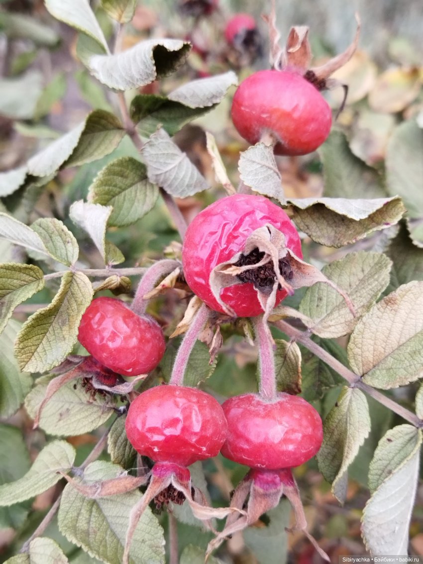 Юляшкины обновки — Советские винтажные куклы (СССР): Ленигрушка