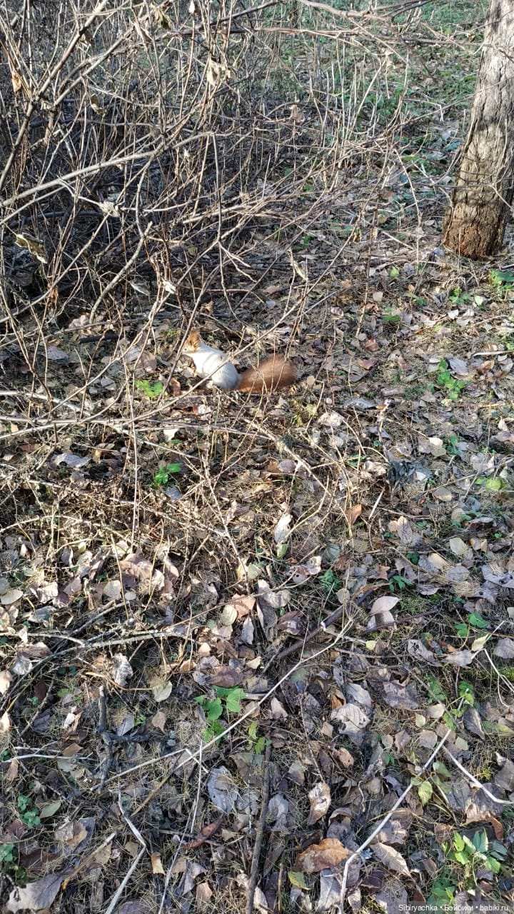 Чудесный ноябрьский денёк в любимом лесу