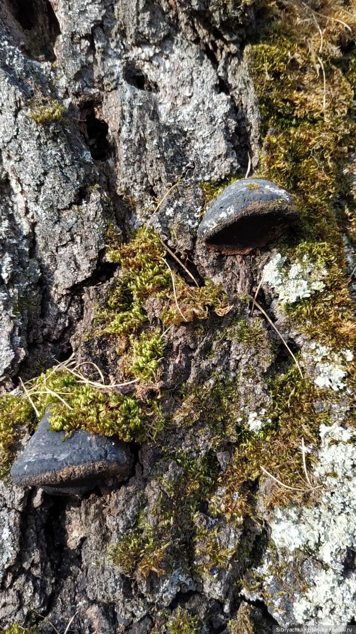 Чудесный ноябрьский денёк в любимом лесу