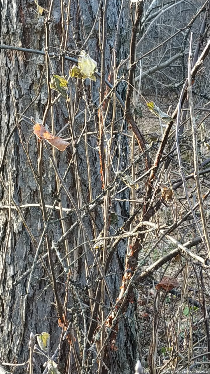 Чудесный ноябрьский денёк в любимом лесу