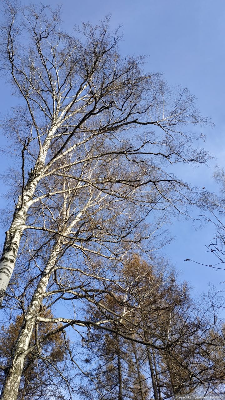 Чудесный ноябрьский денёк в любимом лесу (фото 5)