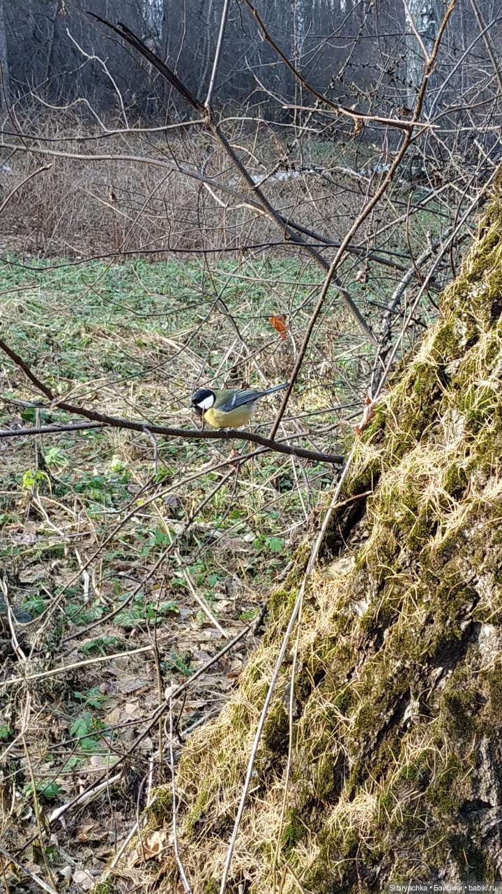 Чудесный ноябрьский денёк в любимом лесу
