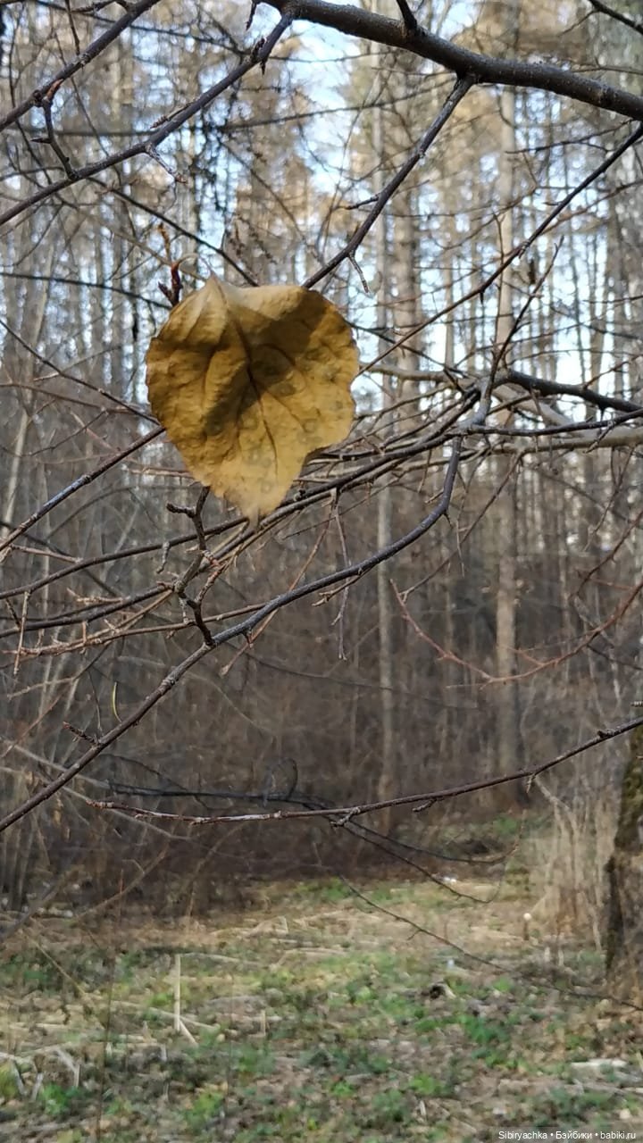Чудесный ноябрьский денёк в любимом лесу