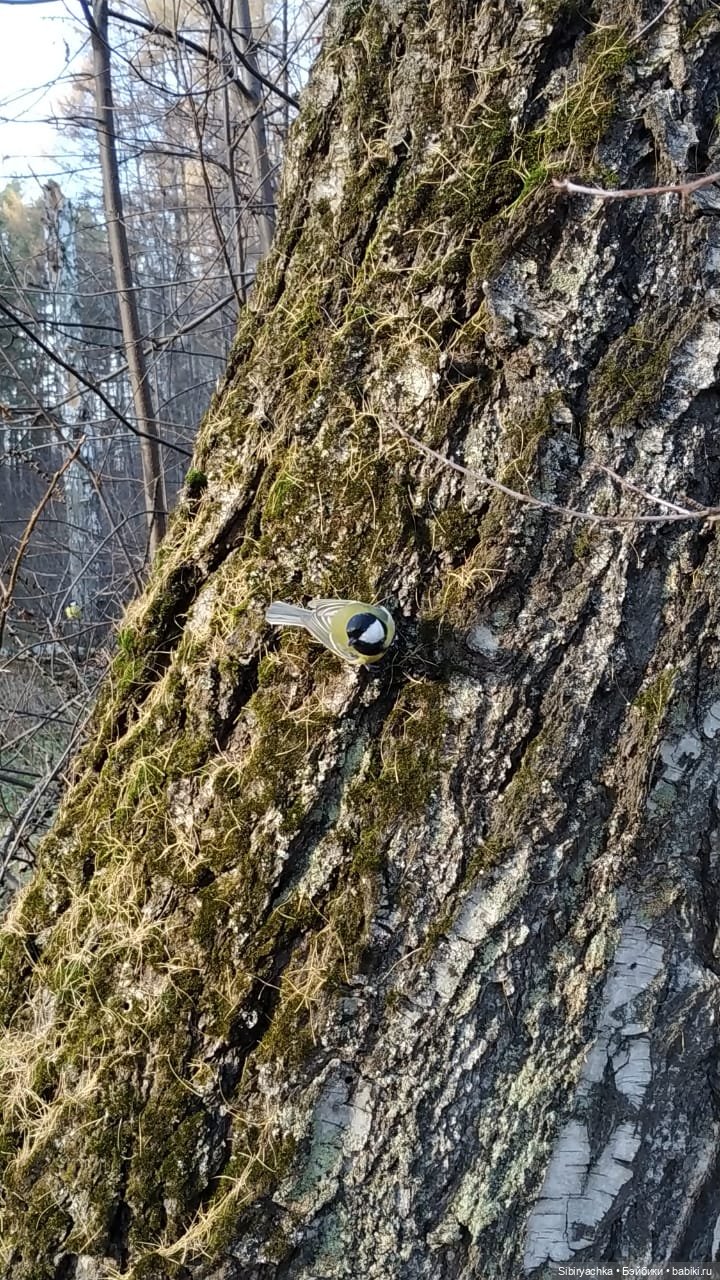 Чудесный ноябрьский денёк в любимом лесу