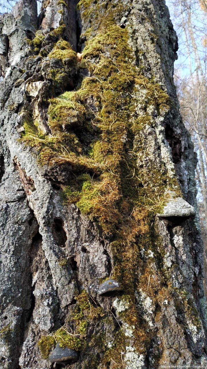 Чудесный ноябрьский денёк в любимом лесу