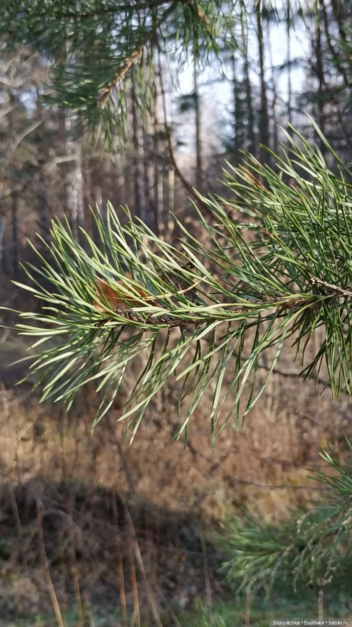 Чудесный ноябрьский денёк в любимом лесу (фото 10)